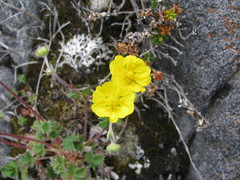 Potentilla nivea