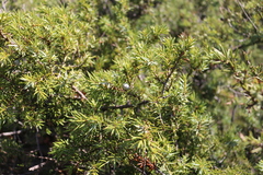 Juniperus communis hemisphaerica