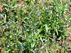 Anchusa arvensis orientalis