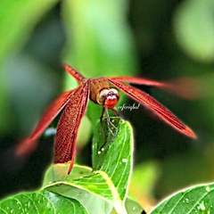 Neurothemis ramburii
