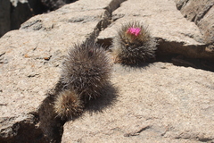 Eriosyce villosa