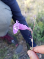Penstemon dasyphyllus