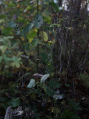 Puccinia lapsanae