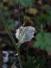 Puccinia lapsanae