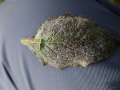 Puccinia lapsanae
