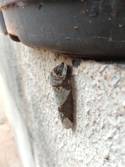 Heraclides thoas
