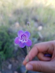 Penstemon dasyphyllus