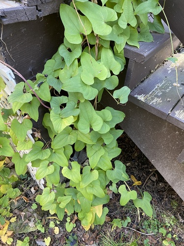Dioscorea polystachya iNat (3)