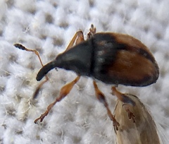 Nanophyes marmoratus