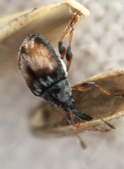 Nanophyes marmoratus