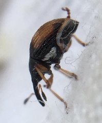 Nanophyes marmoratus
