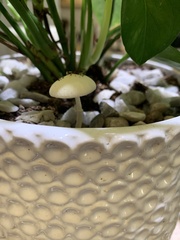 Leucocoprinus flavescens