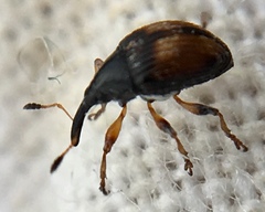 Nanophyes marmoratus