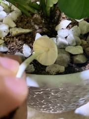 Leucocoprinus flavescens