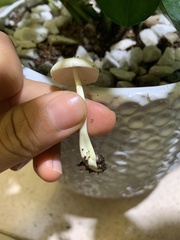 Leucocoprinus flavescens