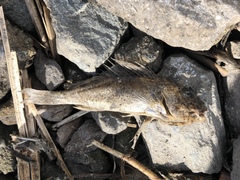 Gymnocephalus cernua