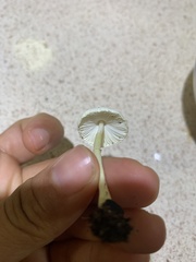 Leucocoprinus flavescens