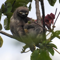 Bradypus variegatus