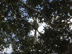 Mimus polyglottos image