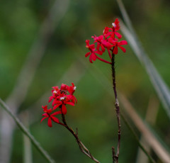 Epidendrum cochlidium