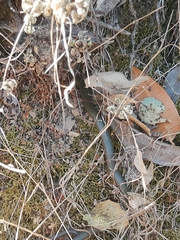 Diadophis punctatus vandenburgii