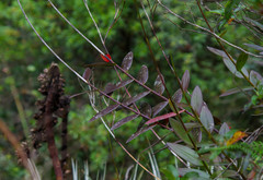 Epidendrum cochlidium
