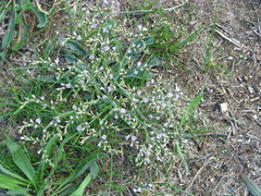 Goniolimon tauricum