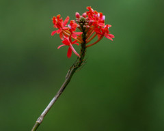 Epidendrum cochlidium