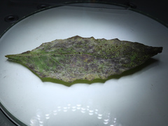 Puccinia lapsanae