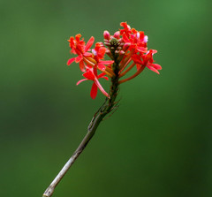 Epidendrum cochlidium