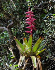 Tillandsia superba