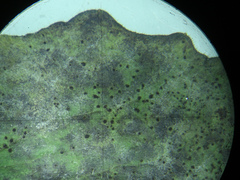 Puccinia lapsanae