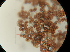 Puccinia lapsanae