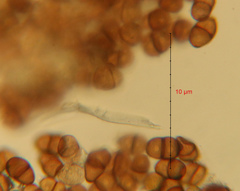 Puccinia lapsanae