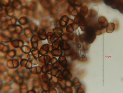 Puccinia lapsanae