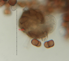 Puccinia lapsanae