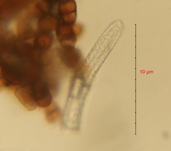 Puccinia lapsanae