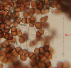 Puccinia lapsanae