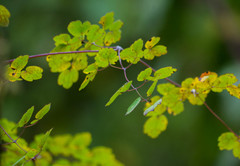 Thalictrum podocarpum