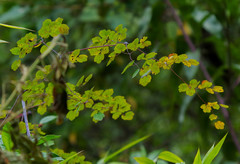 Thalictrum podocarpum
