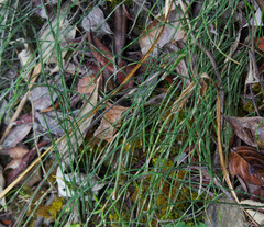 Equisetum bogotense