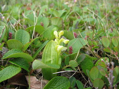 Platanthera obtusata
