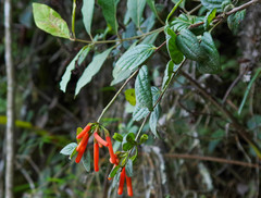 Macleania bullata