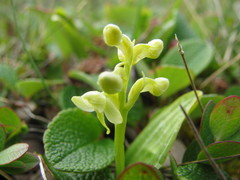 Platanthera obtusata