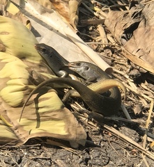 Eutropis multifasciata