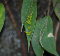Pleurothallis truncata