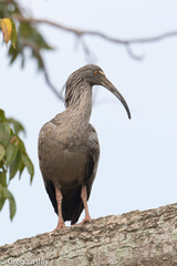 Theristicus caerulescens