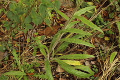 Hieracium avilae