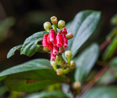 Macleania