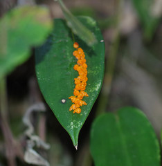 Pleurothallis truncata